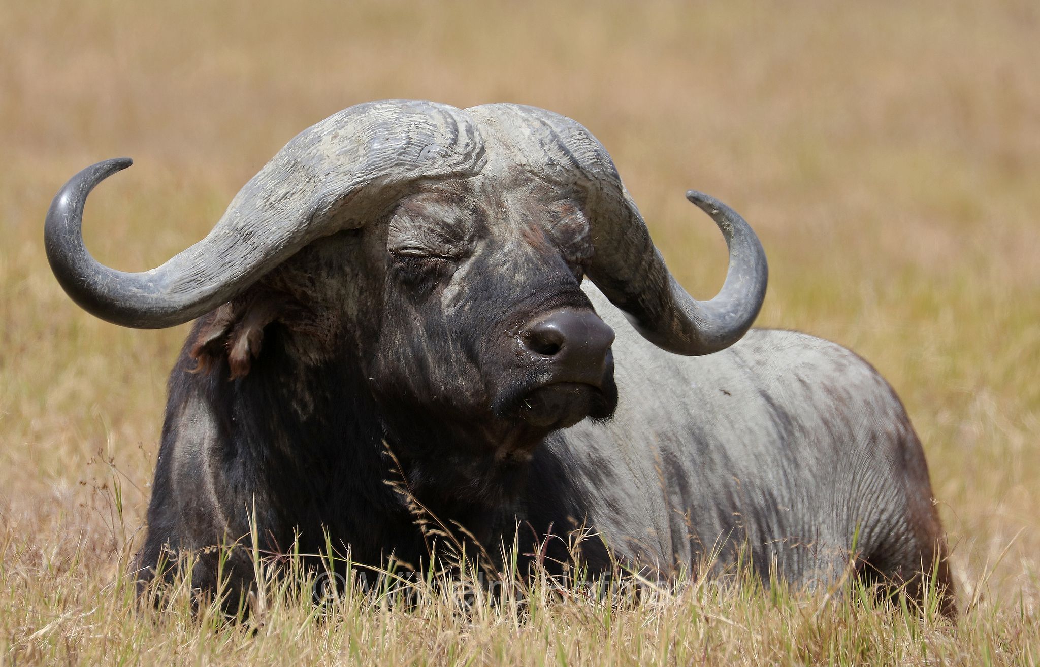 Cape buffalo, bufalo africano, bufalo del Capo, Kaffernbüffel, Afrikanischer Büffel, Steppenbüffel, Schwarzbüffel, Syncerus caffer, Syncerus caffer caffer, Ngorongoro Conservation Area, Tanzania, Ngorongoro Krater, Tansania, area di conservazione di Ngorongoro