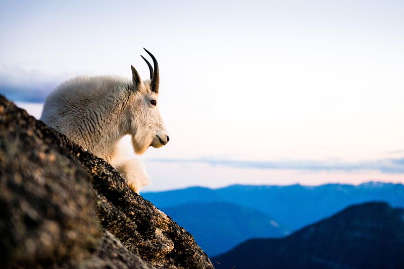 KING OF THE MOUNTAIN