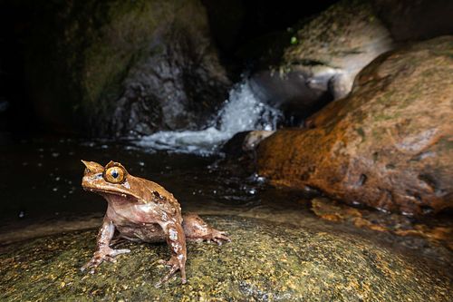 Pelobatrachus kobayashii – Kobayashi's Zipfelkrötenfrosch