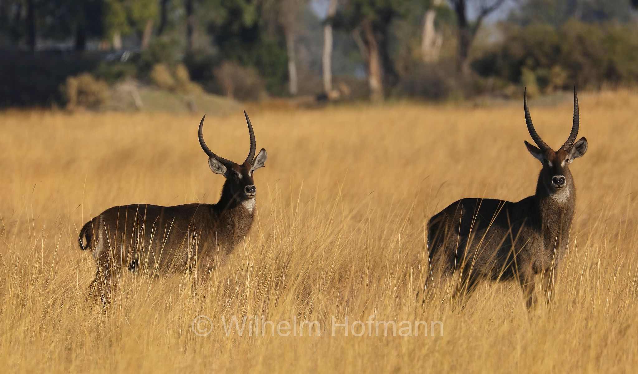 Waterbuck, Ellipsen-Wasserbock, cobo, antilope d'acqua, antilope cervo, Kobus ellipsiprymnus﻿﻿, Moremi Game Reserve, Moremi-Wildreservat, Okavango Delta, Okavango Grassland, Botswana, Republik Botsuana