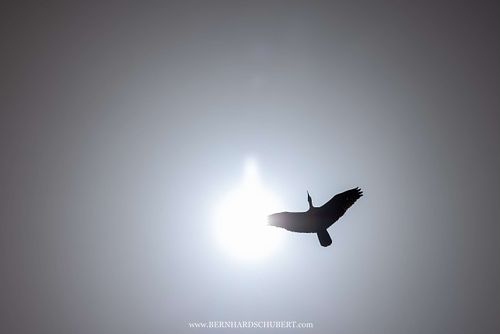 Geronticus eremita – Waldrapp