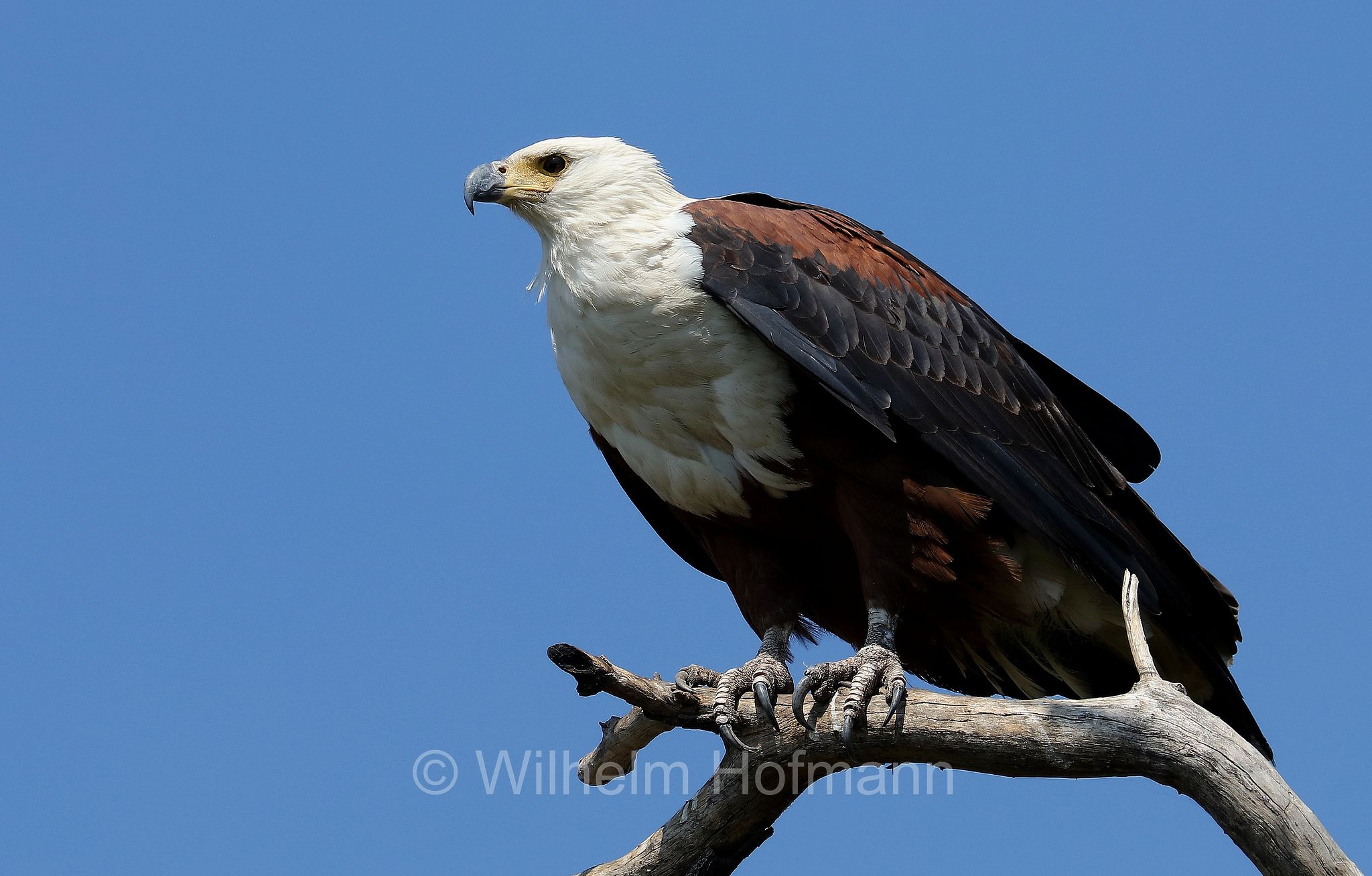 African fish eagle, African Sea Eagle, Schreiseeadler, aquila urlatrice, Icthyophaga vocifer, Okavango Delta, Okavango Grassland, Botswana, Republik Botsuana