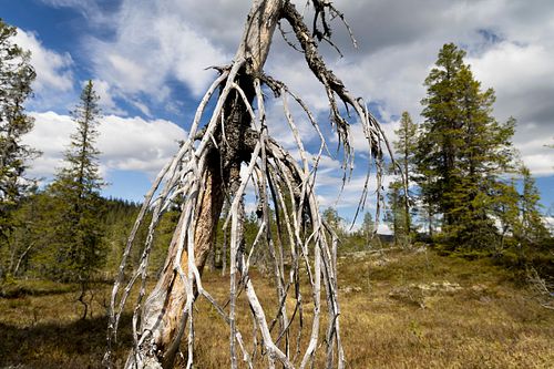 Naturwaldreservat Trillemarka