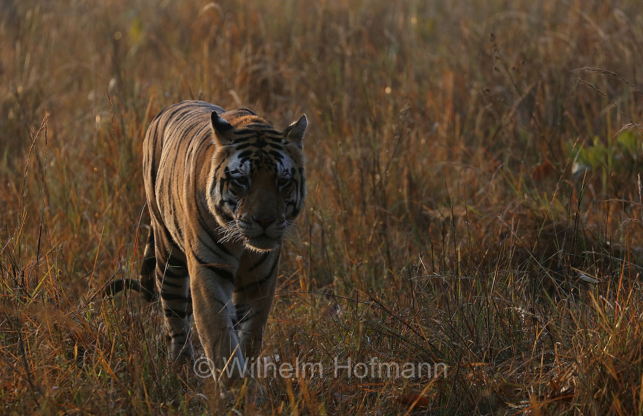 Bengal tiger, Königstiger, Bengal-Tiger, Indischer Tiger, tigre del Bengala, tigre reale del Bengala, Panthera tigris tigris, Kanha National Park, Kanha-Nationalpark, parco nazionale di Kanha, Madhya Pradesh, India, Indien, Kanha Zone