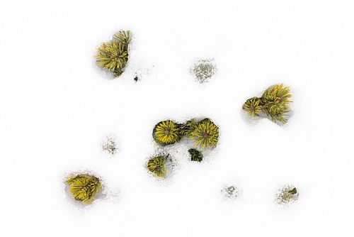 Pinus mugo – Bergkiefer