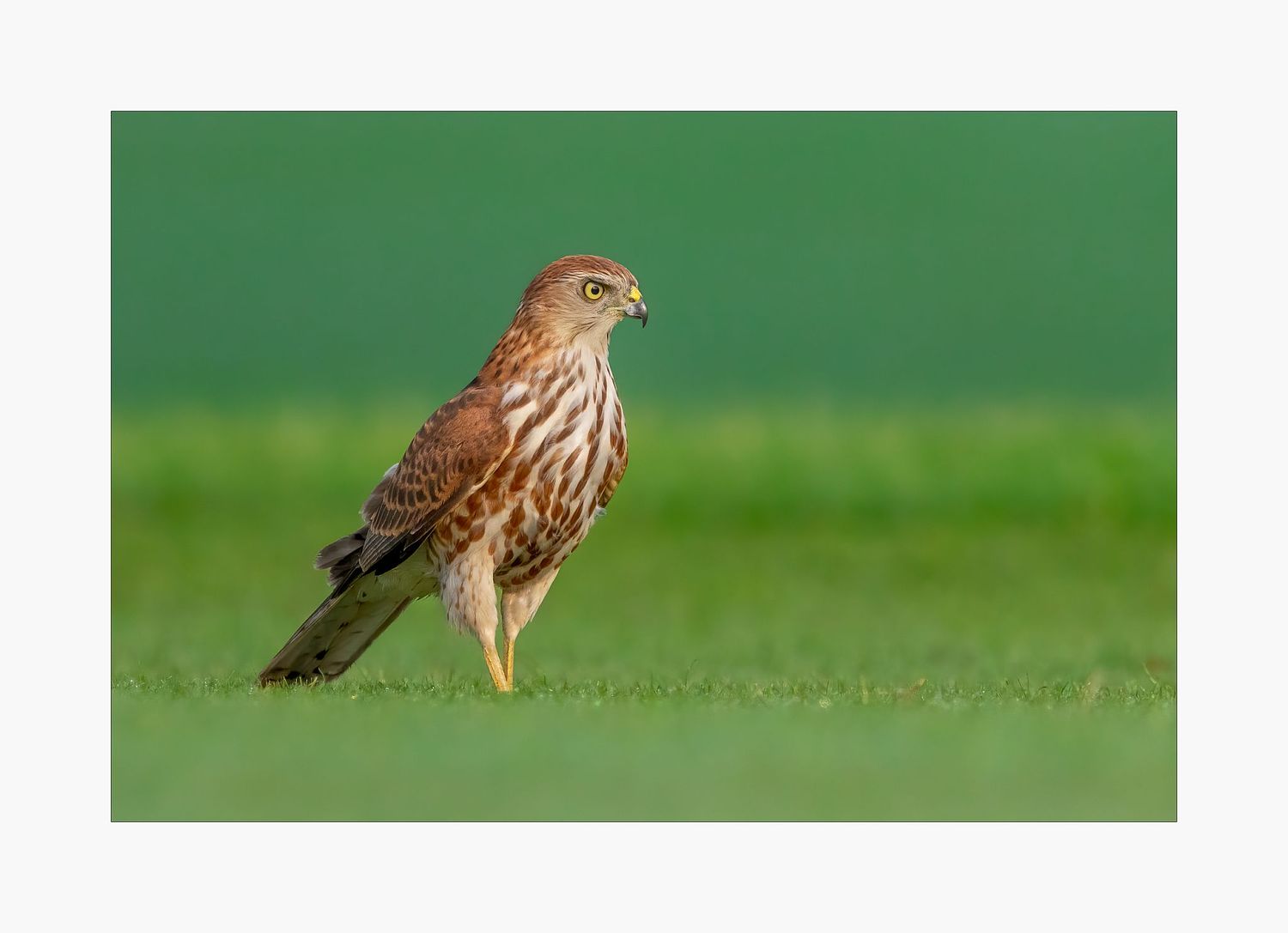 Andr&eacute; J Fanthome