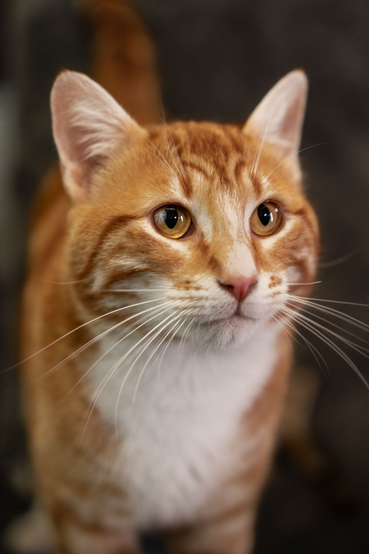 Portrait of an orange cat.