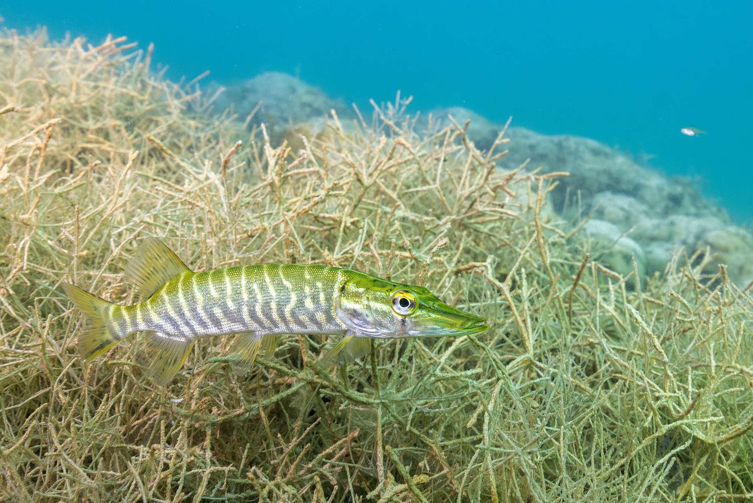 Esox lucius - Hecht