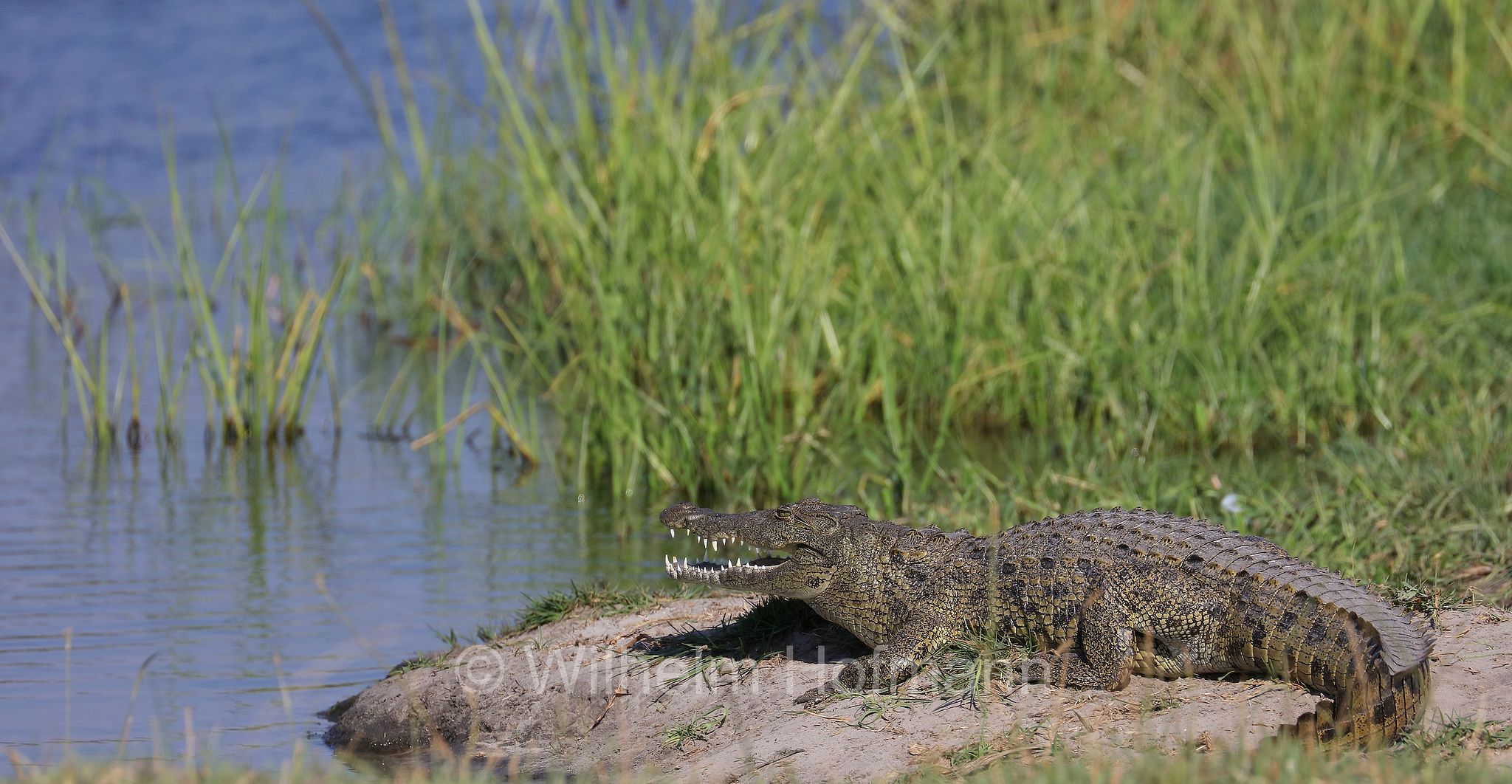 Nile crocodile, Nilkrokodil, coccodrillo del Nilo, Crocodylus niloticus, Moremi Game Reserve, Moremi-Wildreservat, Okavango Delta, Okavango Grassland, Botswana, Republik Botsuana