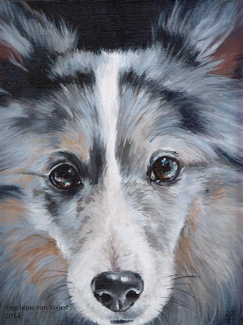 Sheltie dog portrait with loving and intelligent expression