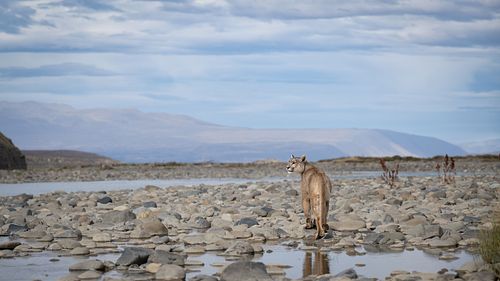 Puma, Patagonia, Chile