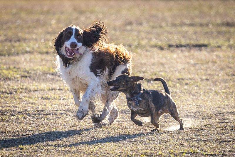 James Island Dog Park 12-30-25