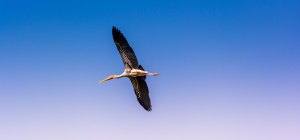 Be Prepared before shooting FLYING BIRD