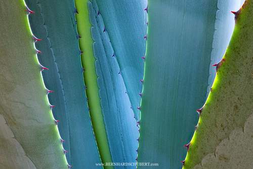 Agava leaves