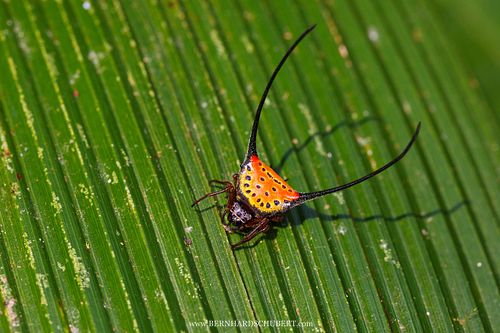 Macracantha arcuata - Long-horned orbweaver