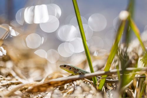 Lacerta agilis - Sand lizard_Bernhard
