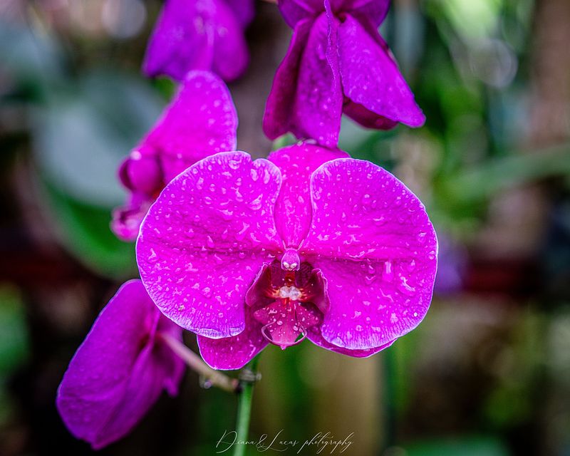 Bloom and Silence: The Orchid Pavilion Experience