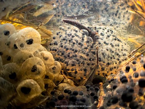 Haemopis sanguisuga - Horse leech