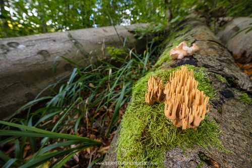Ramaria stricta - Upright coral fungus