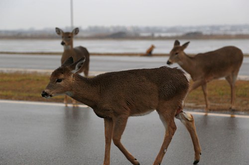 White Tail Deer in Suburban Landscape.