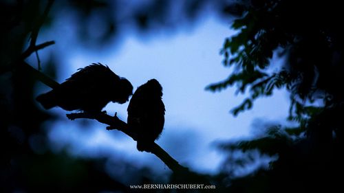 Asio otus - Long-eared Owl