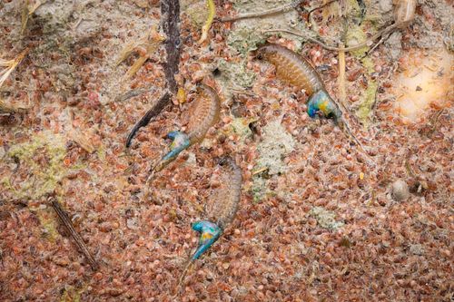 Branchipus schaefferi - Schaeffer's Brine Shrimp