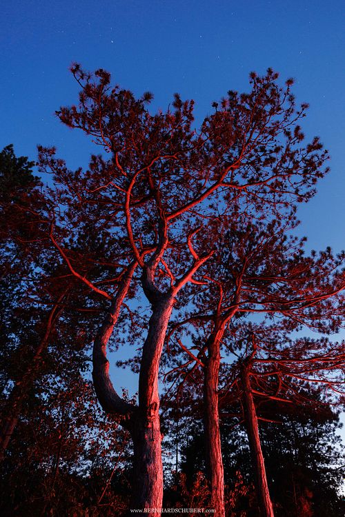 Pinus nigra - Austrian pine
