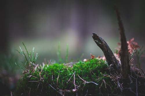 Natura