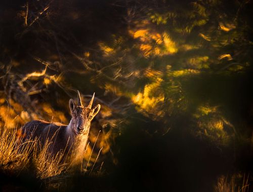 Capra ibex – Alpensteinbock
