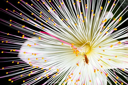 Barringtonia asiatica - Fish poison tree