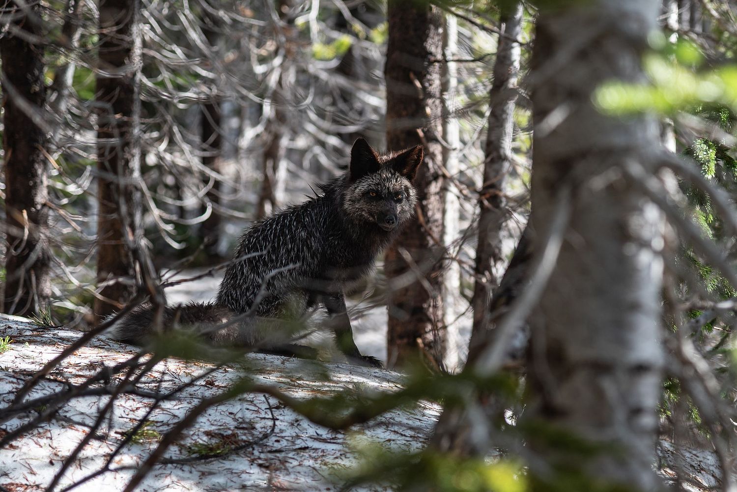 Nick Julian Photography