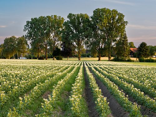Buntbrache bei Niederösch