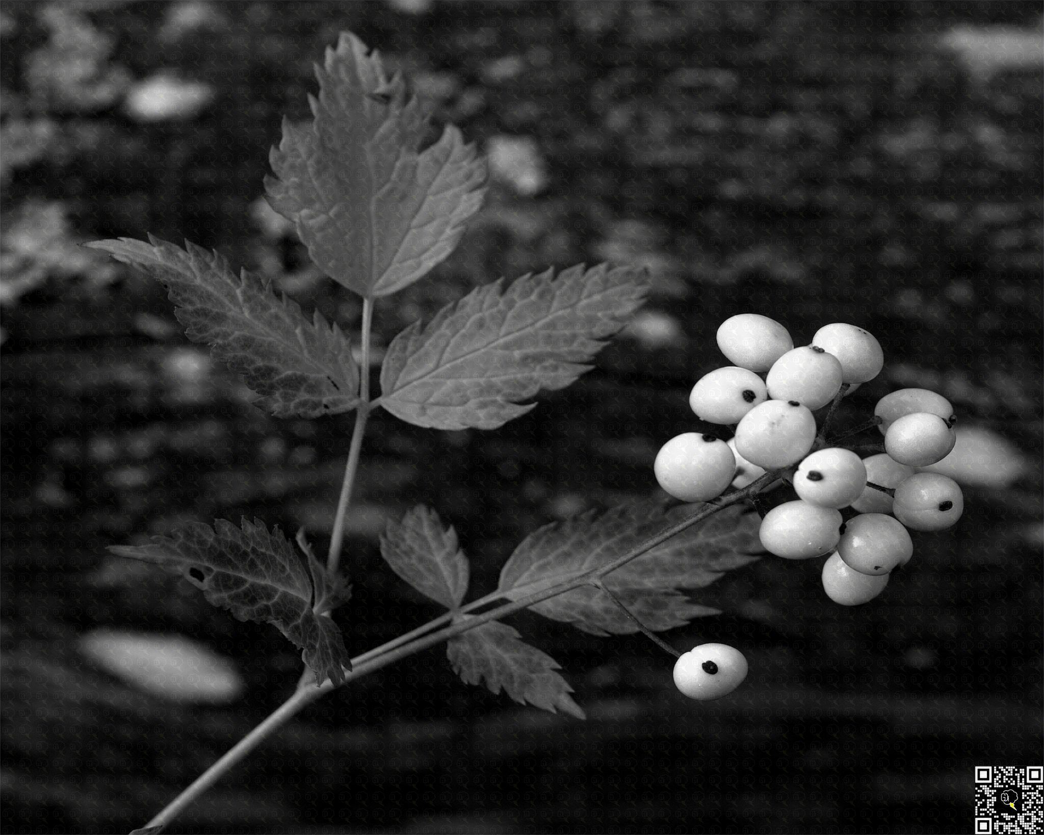 Close-up of a plant emphasizing its structural details in a natural setting.