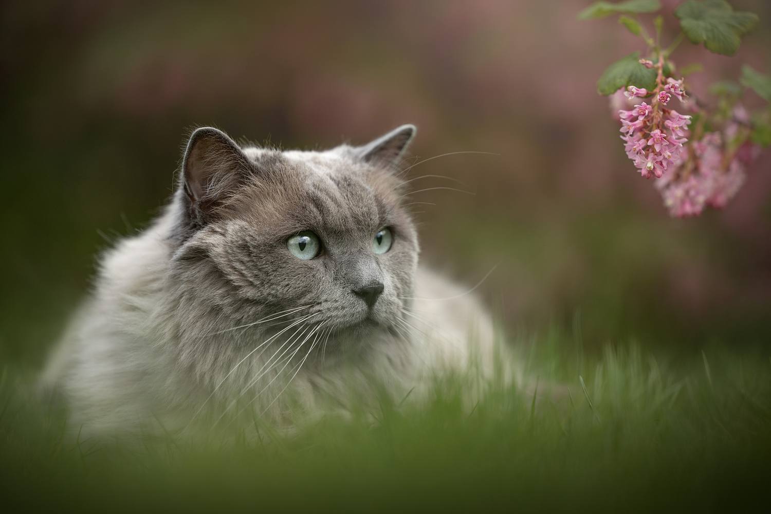 NLS Dierenfotografie