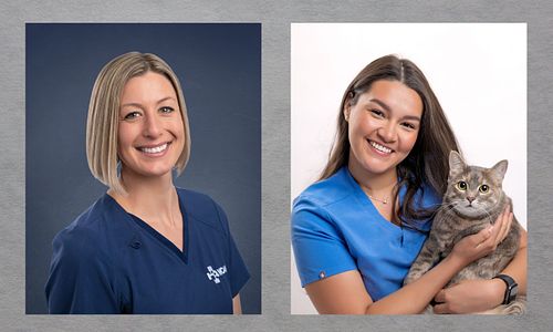 Veterinarian and Employee Headshots