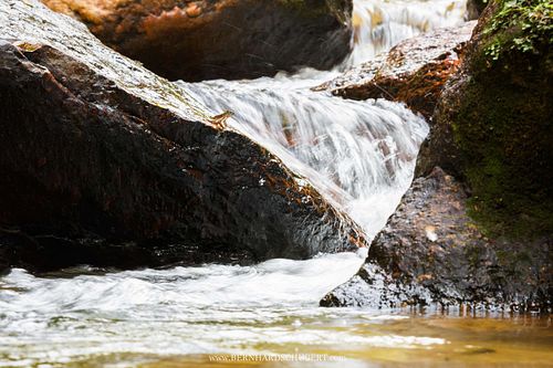 Amolops larutensis – Larut-Kaskadenfrosch