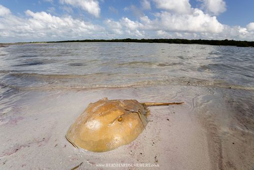 Limulus polyphemus - Atlantic horseshoe crab shell