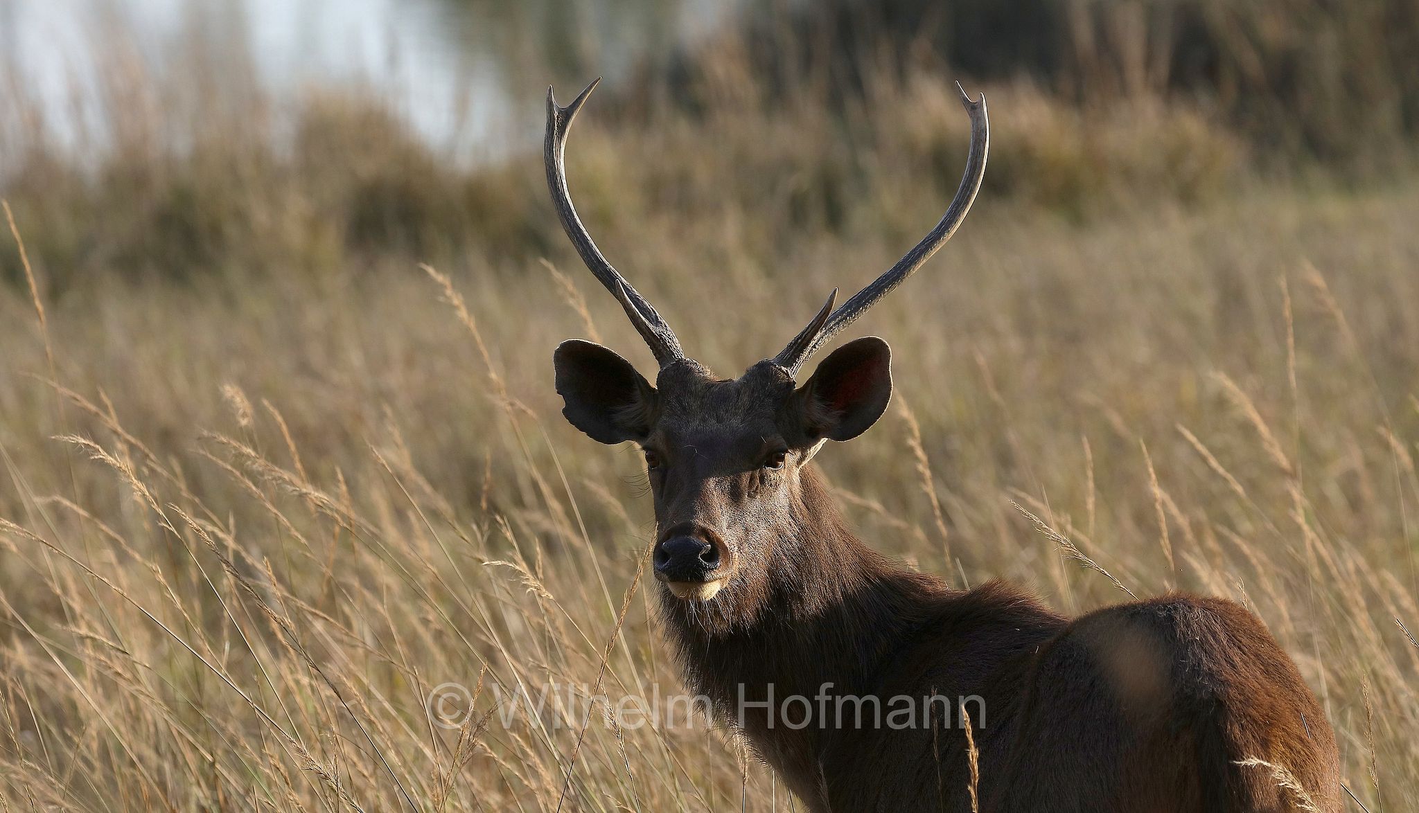 sambar, sambar deer, Sambar, Pferdehirsch, sambar indiano, Rusa unicolor, Kanha National Park, Kanha-Nationalpark, parco nazionale di Kanha, Madhya Pradesh, India, Indien