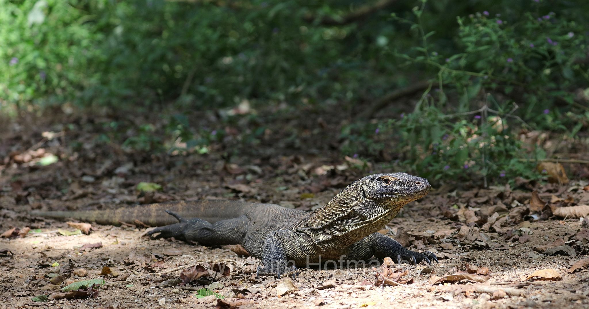 Komodo dragon, Komodo monitor, Komodowaran, Komododrache, varano di Komodo, drago di Komodo, Varanus komodoensis, Komodo Island, Komodo, Lesser Sunda Islands, Kleine Sundainseln, Piccole Isole della Sonda, Nusa Tenggara Islands, Kepulauan Nusa Tenggara, Indonesia, Indonesien