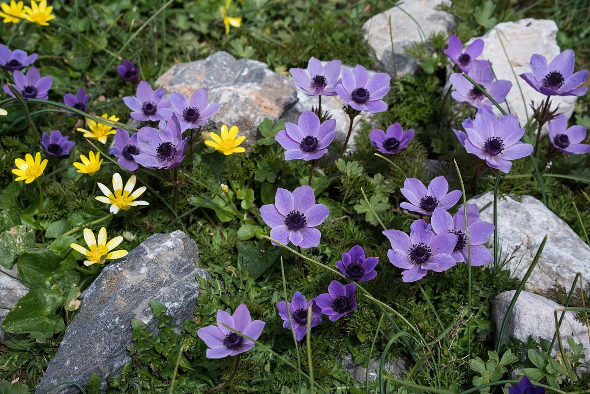 Kronenanemonen auf Omalos