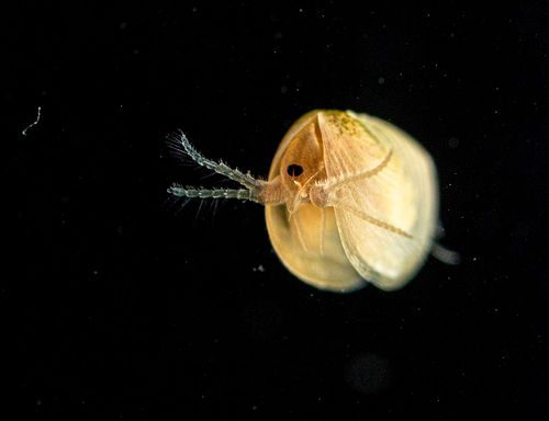 Leptestheria dahalacensis - Steppe clam shrimp