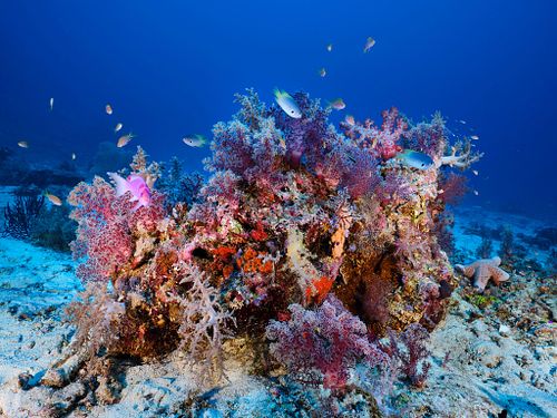 Rowley Shoals
