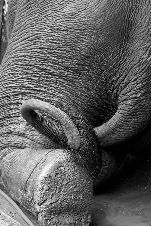 Elephantstay. City of Ayutthaya, Thailand.