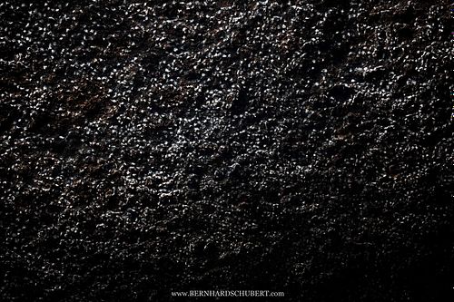 Aerodromus sp. - Dunkle Salanganen, essbare Vogelnester