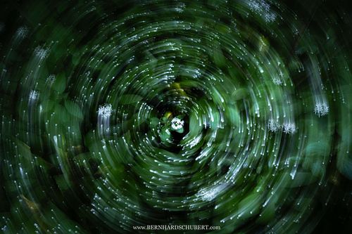 Allium ursinum – Bärlauch