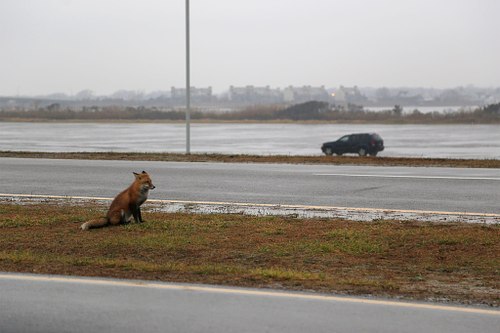 Red Fox in suburban landscape
