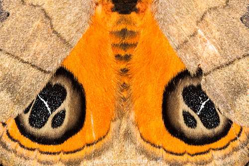 Eyes of a Moth