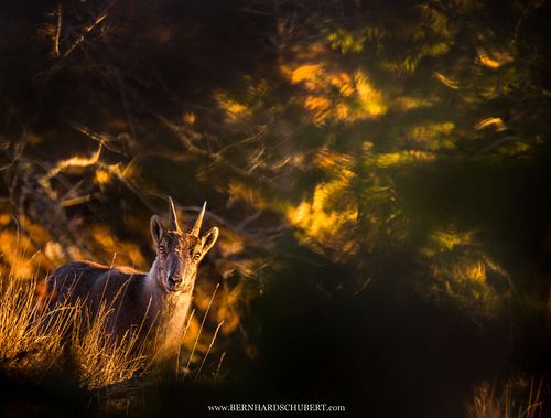Capra ibex – Alpensteinbock