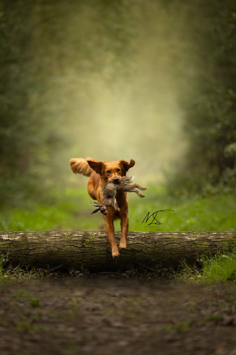 Hondenfotografie actiefoto Golden Retriever Gundog met wild in haar bek springend over een boom