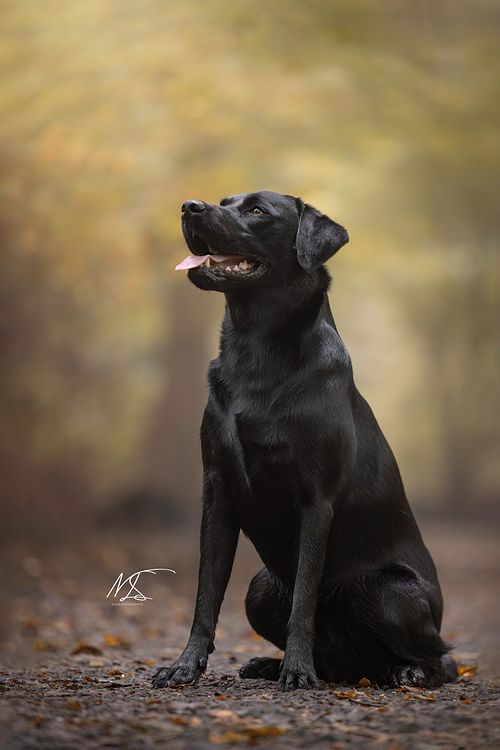 Huisdierenfotografie portret zwarte labrador uit jachtlijn met mooie oranje achtergrond